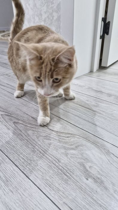 Кошка. Отдам даром