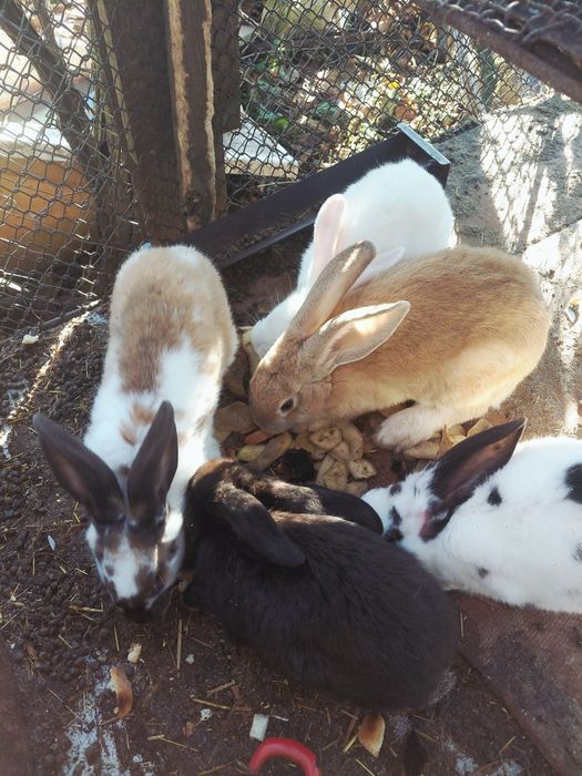 Iepuri- rasa urias belgian-uriaș german