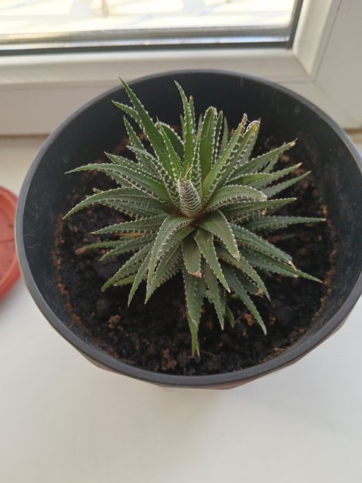 Комнатные цветы продам