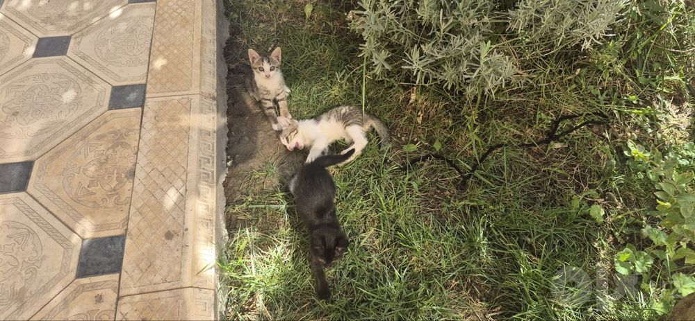 Отдам котят в добрые надёжные руки !