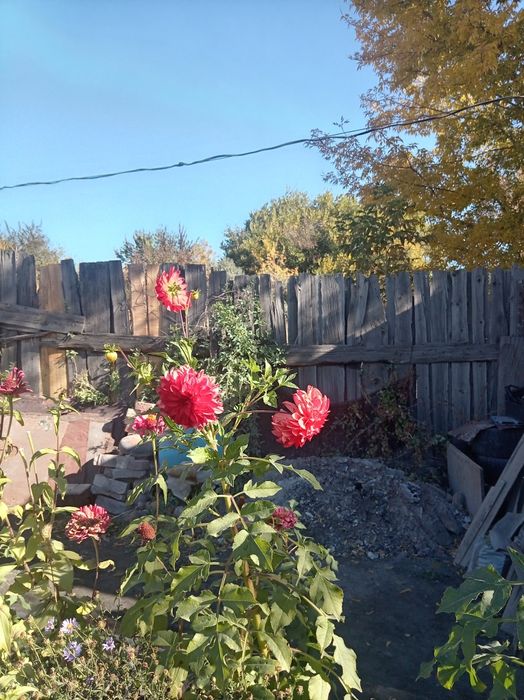 Продам семена георгины