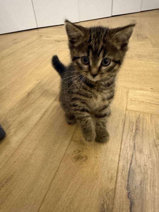 Британский Котенок