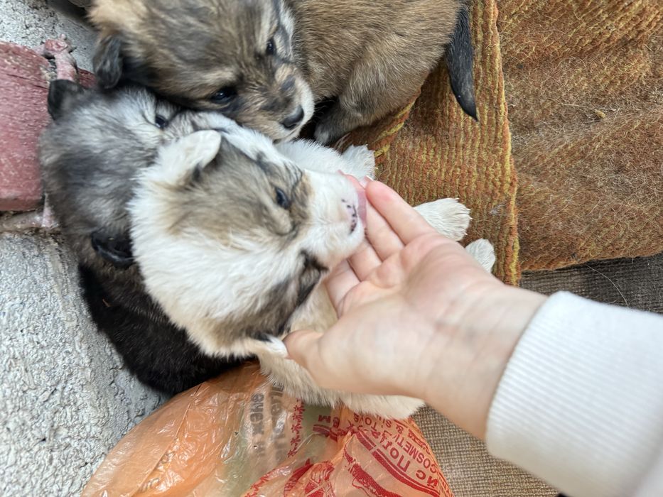 Срочно отдам Щенков