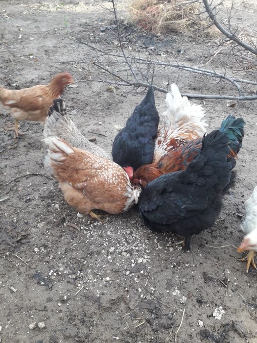 Продам куры домашние.