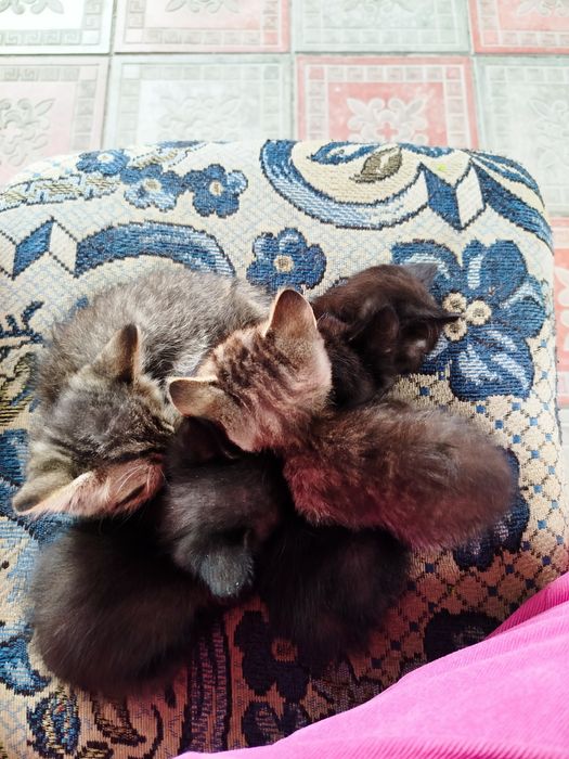 Отдам котят с доставкой