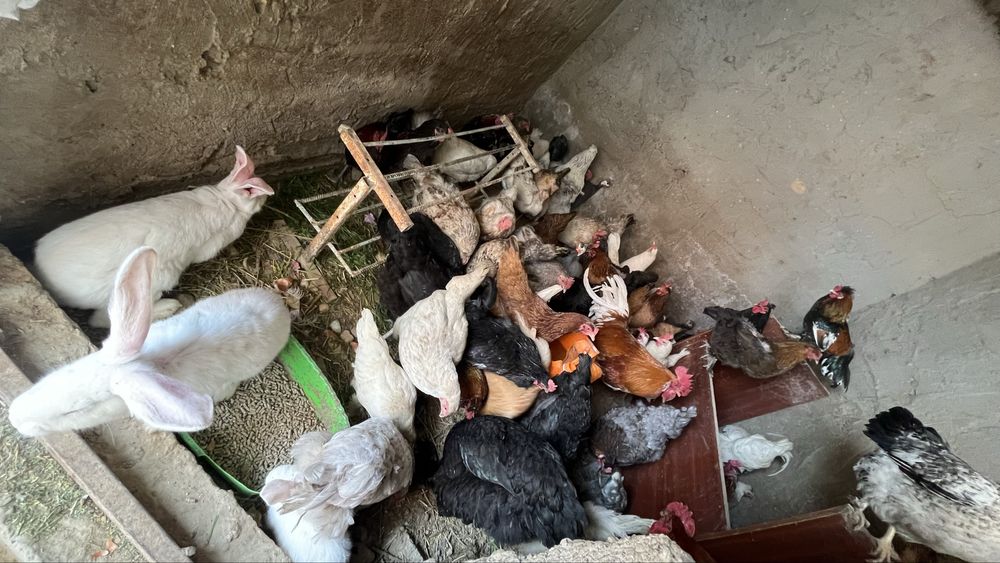 Куры тауык несушки