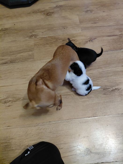 Малки мини пинчери братчета