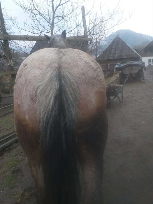 Cal de vanzare.mai multe detalii la telefon