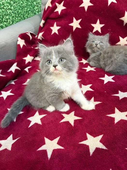 Продам котят 2.5 месяца