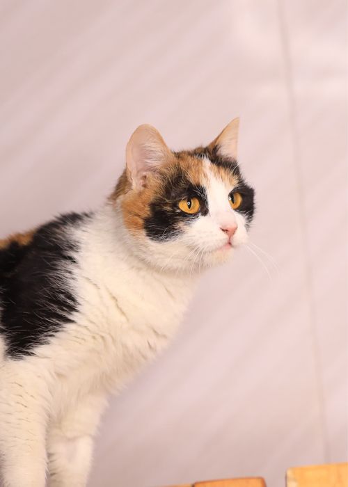 Кошечка ищет семью