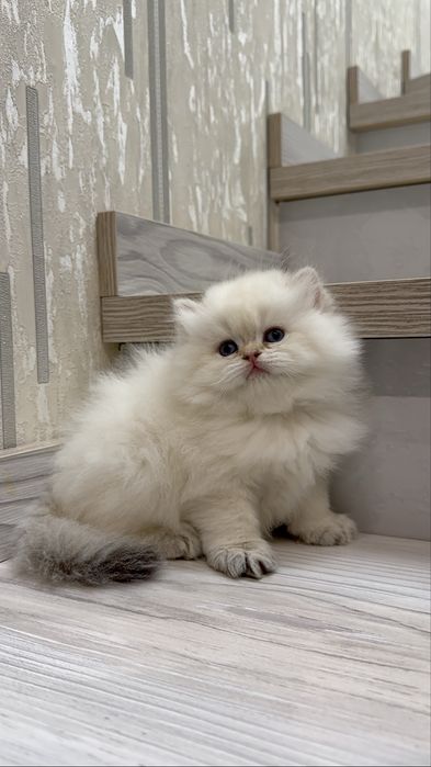 На продаже элитный мальчик