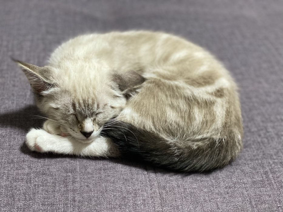 Котенок мальчик подарю