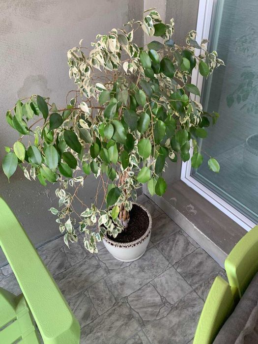 палма юка , бенджамин,, драцена, цена 50лв всяка с керамична саксия