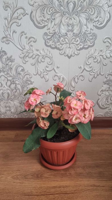 Цветы комнатные срочно продам от 2000тг до 5000тг.