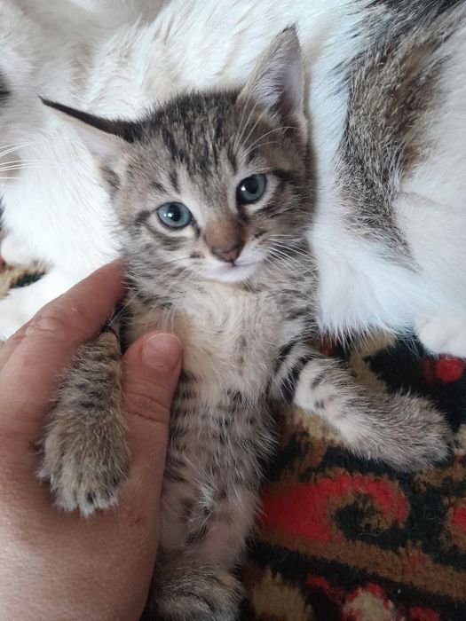 Hamma ovqata o"rgangan