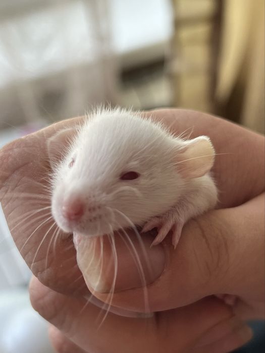 Крысы дамбо резерв продажа красивые