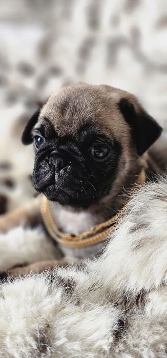 Мопсы бежевого окраса