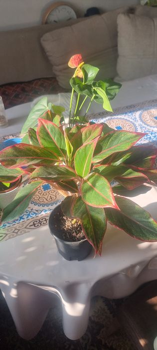 Продам цветы пересаженные удобренные