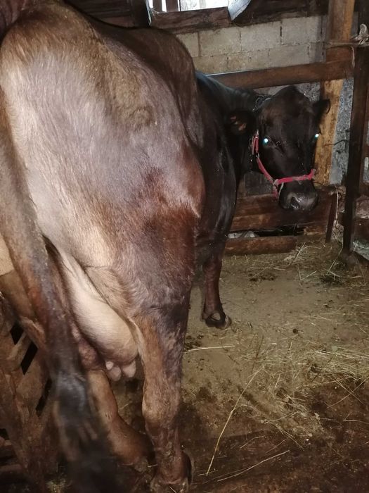 Vand juninca Angus cu vițica