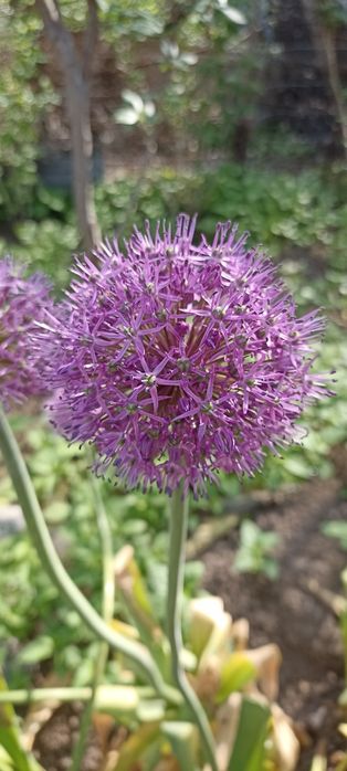 Лук декоративный очень красивый