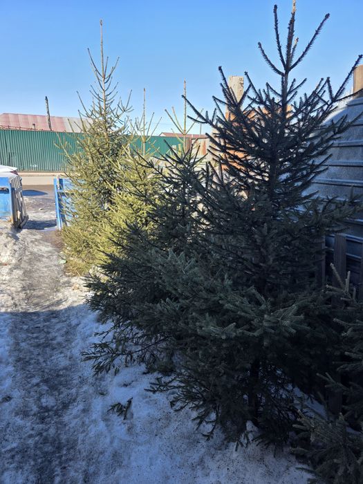 Продам  ёлку  сосны