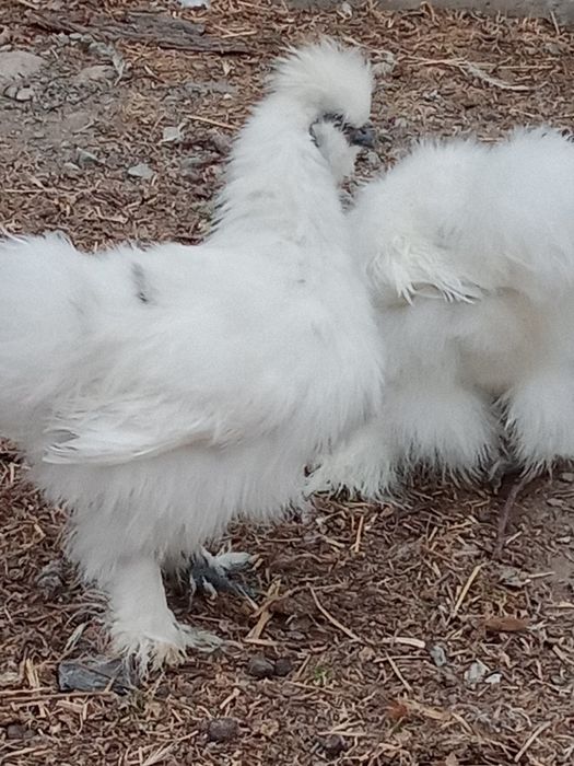 Инкубационные яйца