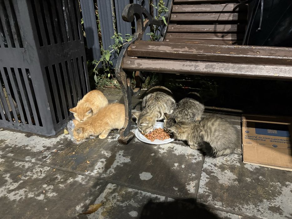 Кошка и 4 котенка