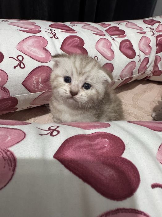Продаются котята в хорошие ручки