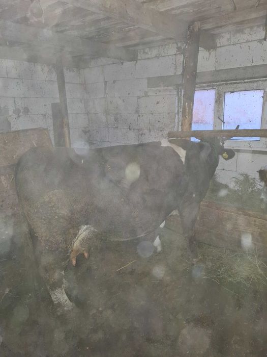 Vand vaca   de 8 ani