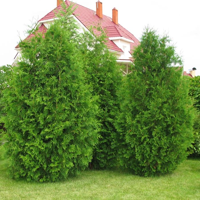 Продам саженцы туя (туи).