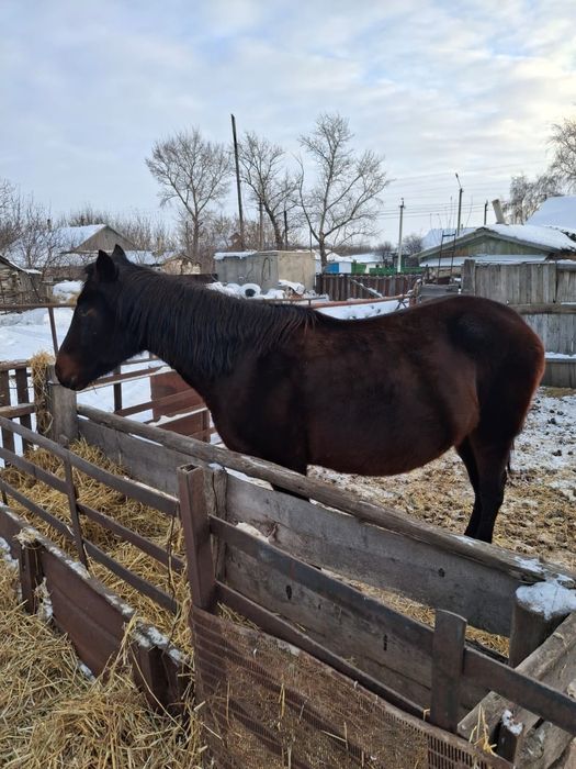 Продам лошадей ...