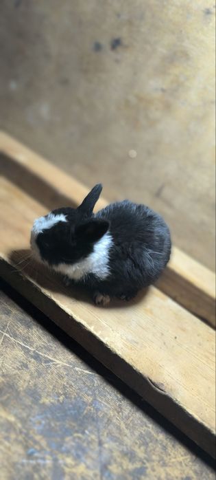 Har xil turdagi quyonlar bor SOTILADI