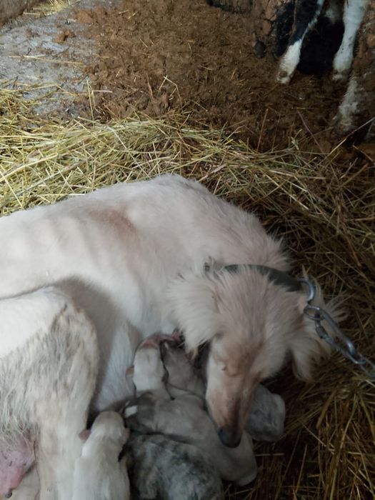 Продаю щенков тазы