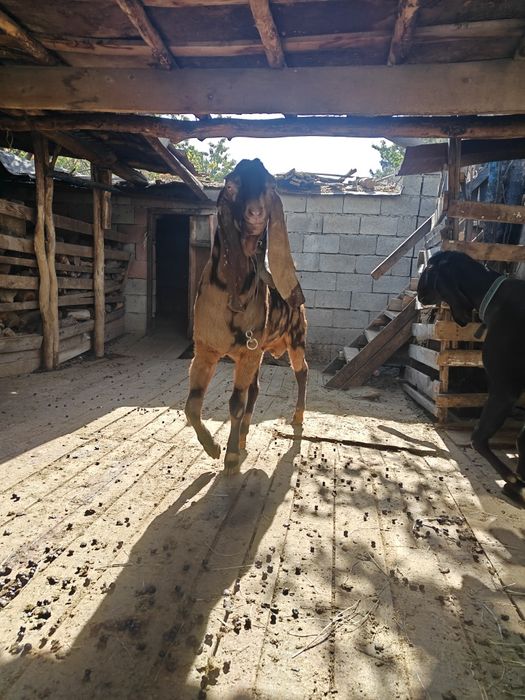 Козла ЧП камори. Возраст 2 года