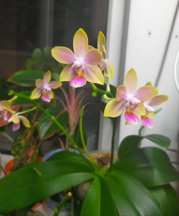 Продам детку орхидеи