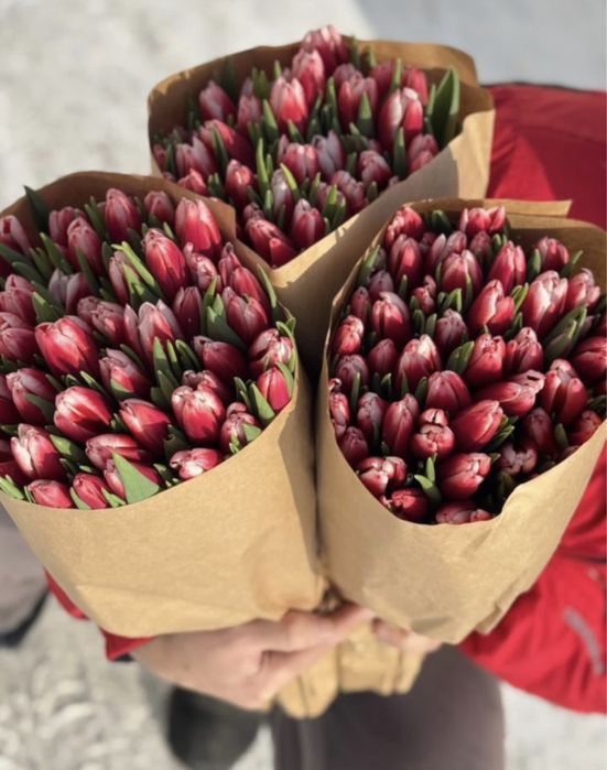 Голландские тюльпаны 50-60 см
