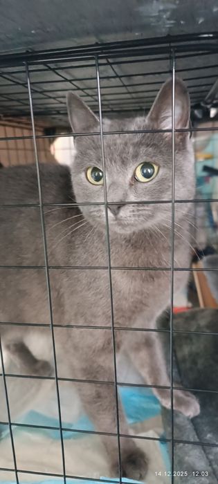 Подарявам две женски котки с британски гени на 1 и 2 години