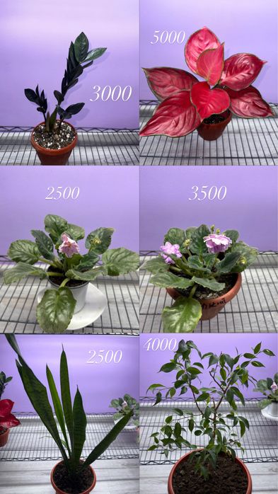 Продам цветы! Красивые