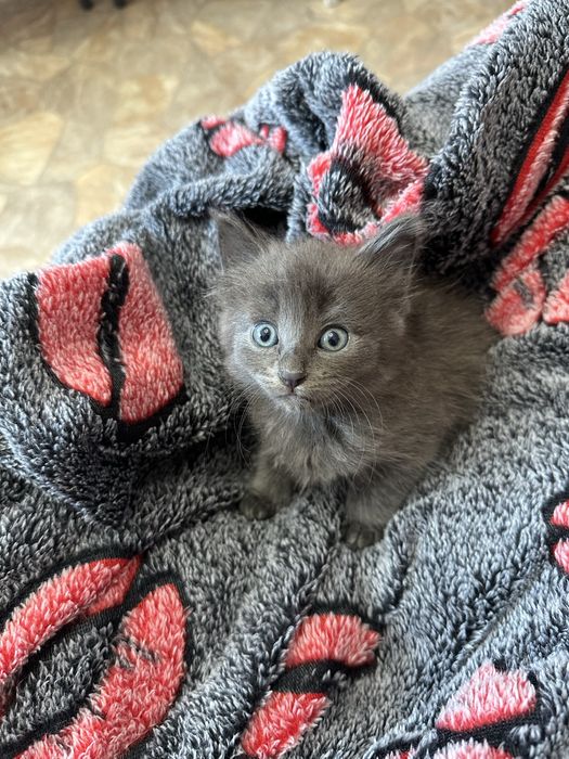Отдам котят в добрые руки