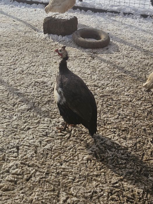 Vând sau schimb bibiloi tineri