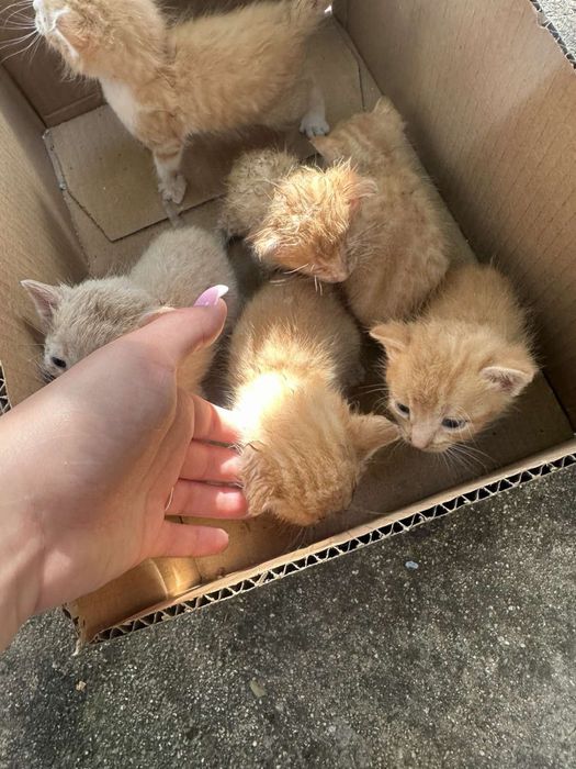 Котенца за осиновяване