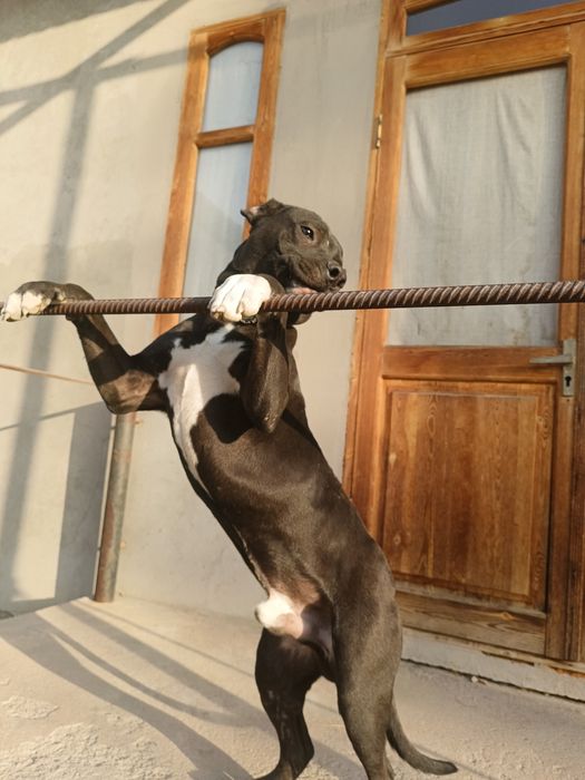 Стаффорд  черный 8 мес