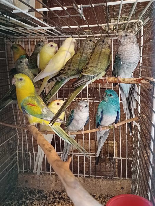 Vând perusi pui,maturi cântatori nimfe kakariki rosella  turturele .