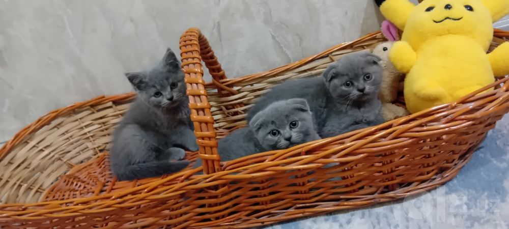 Мушуклар сотилади