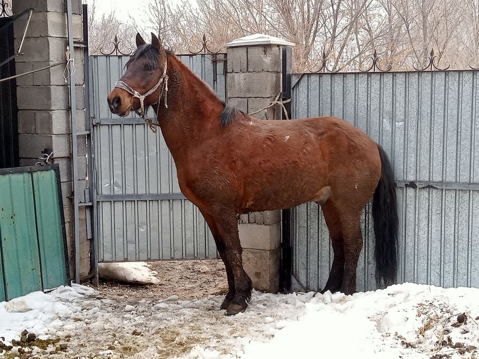 7 жасар минги ат