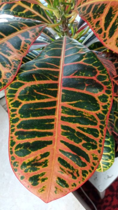 Продам комнатные растения