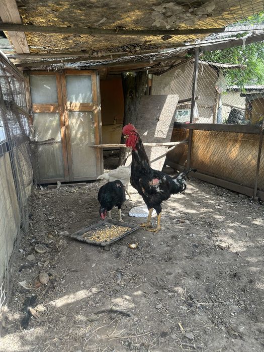 Продам февральских даканов чолпан