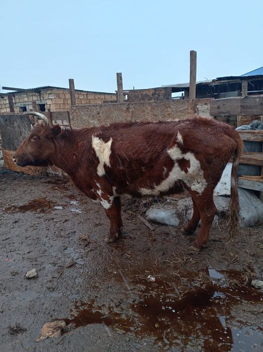 Буаз жас сүтті сиыр сатылады