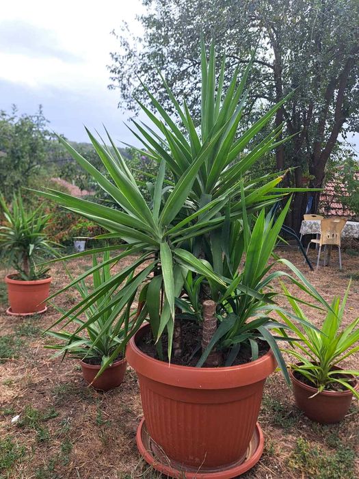 "ТОП" цена Продавам различни Юки