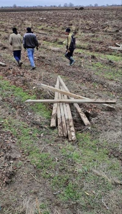 Vand spalieri (bulamaci )